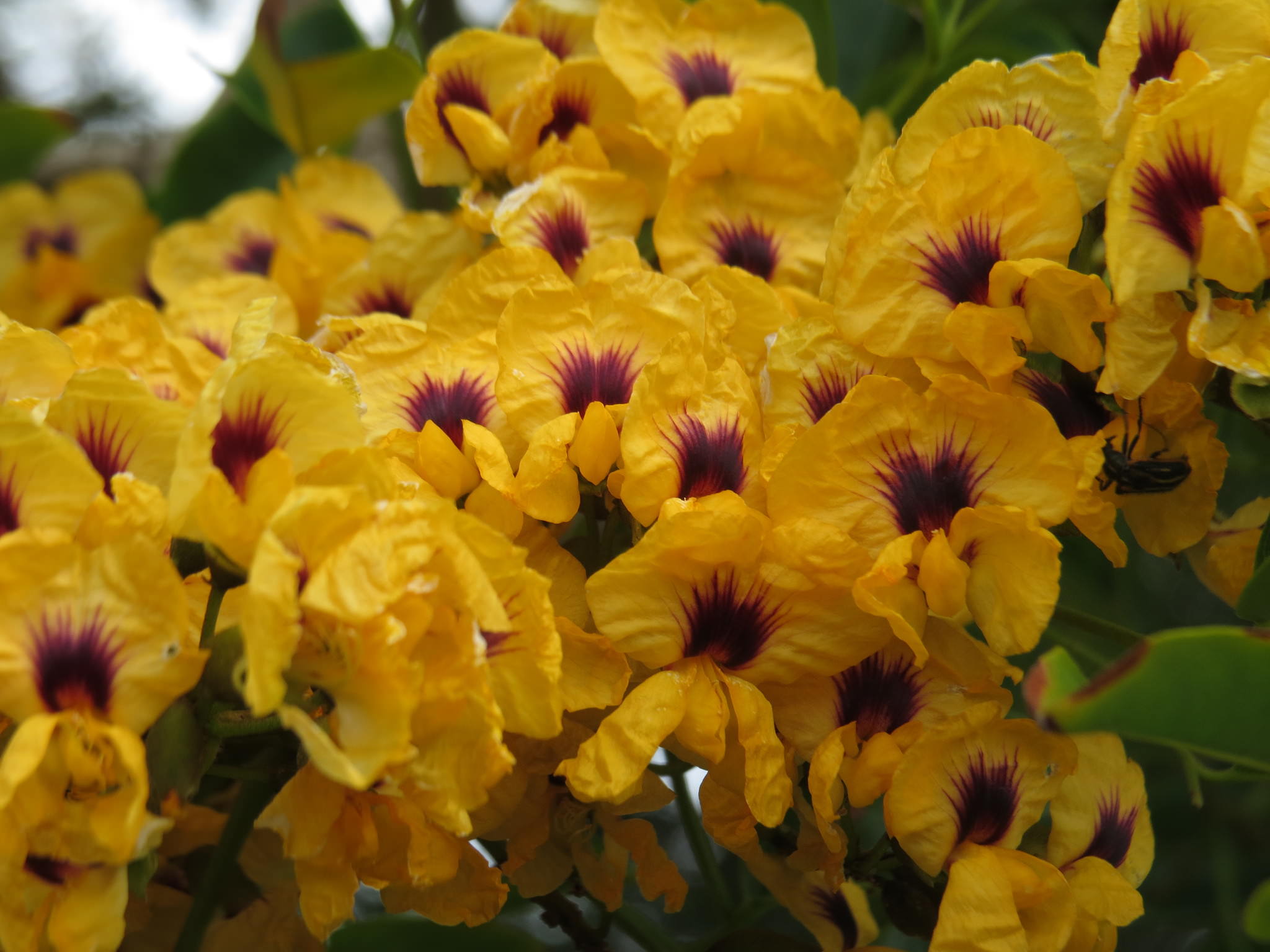 Pterocarpus rohrii 